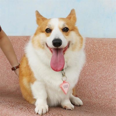 Groothandel laag MOQ Goedkoop verschillende vorm vele kleuren voor opties siliconen lege hond tag naam ID tag