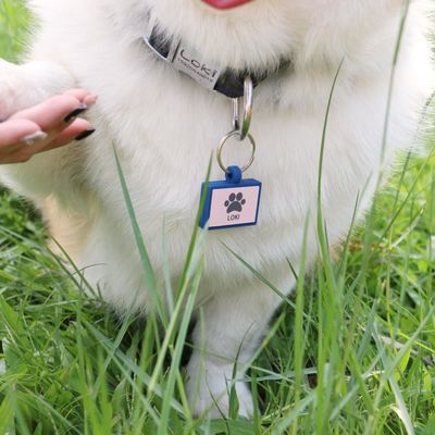 Groothandel laag MOQ Goedkoop verschillende vorm vele kleuren voor opties siliconen lege hond tag naam ID tag